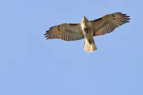 Mås Som Flyger Skyn — Stockfoto