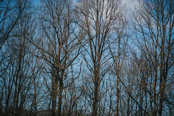 Äste Wald — Stockfoto