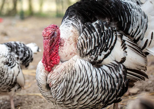 close up of a  turkey