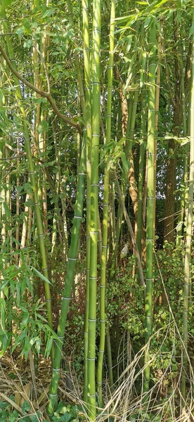 庭の緑竹の森 — ストック写真