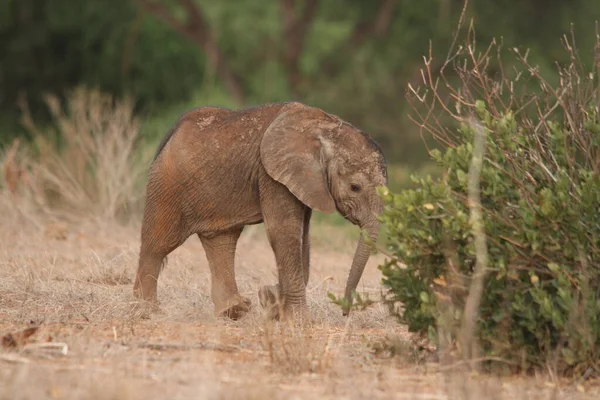 Elefante Africano Savana Kenya — Fotografia de Stock