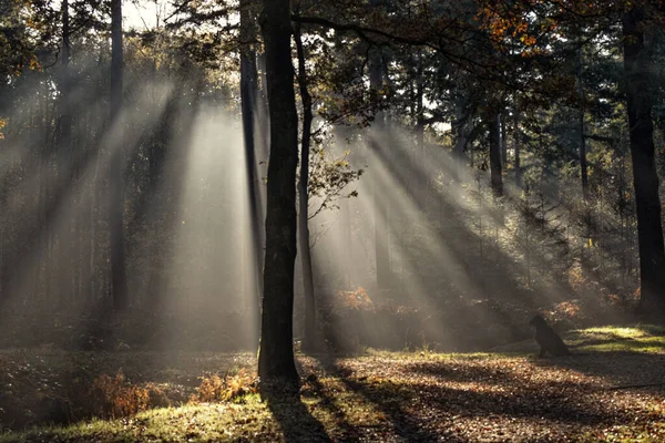 Bosque Otoñal Con Árboles Hojas — Foto de Stock