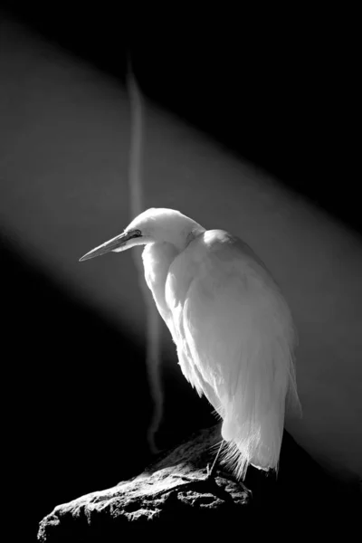 Fehér Egret Vízben — Stock Fotó