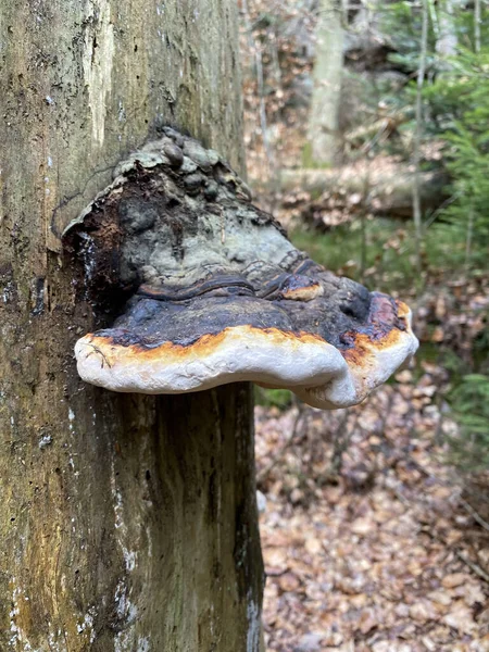 Een Close Shot Van Een Paddestoel Het Bos — Stockfoto