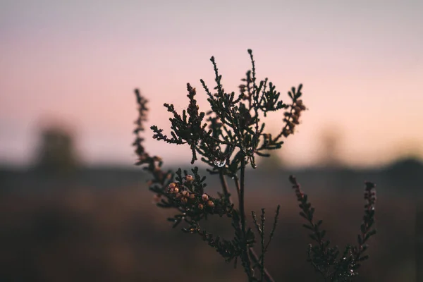 Красивый Закат Поле — стоковое фото