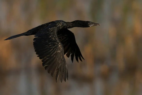 Águila Cabeza Negra Volando Agua — Foto de Stock