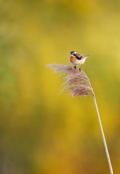 Красивий Птах Природі — стокове фото