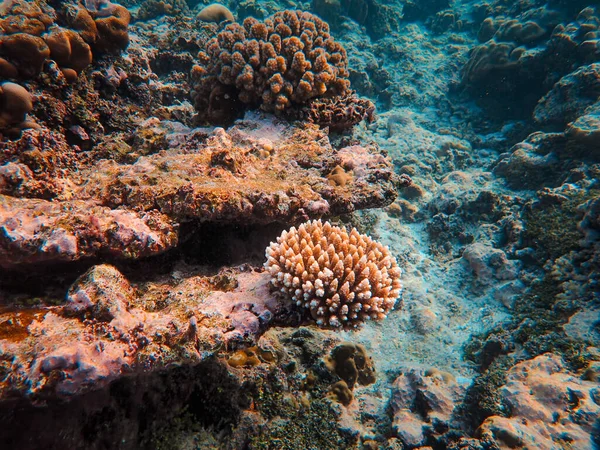 Кораловий Риф Червоному Морі Єгипет — стокове фото