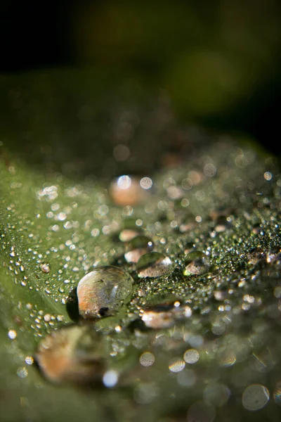 Waterdruppels Het Natte Oppervlak Van Een Plant — Stockfoto