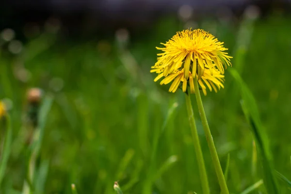 Piękna Żółta Stokrotka Trawie Tło Letnie — Zdjęcie stockowe