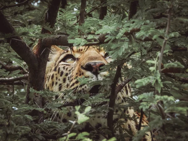 Vacker Bild Leopard — Stockfoto
