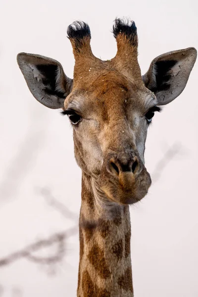 Gros Plan Une Tête Girafe — Photo