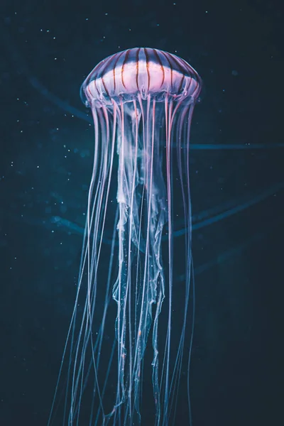 Medusas Mar — Foto de Stock