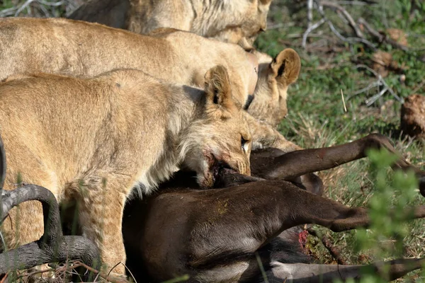 Eine Löwin Zoo — Stockfoto