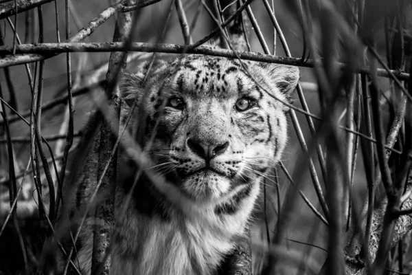 黒と白の虎が近づくと — ストック写真
