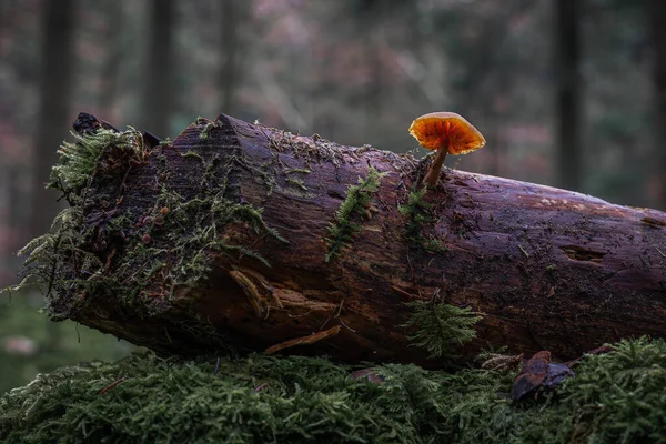 Paddenstoel Het Bos — Stockfoto