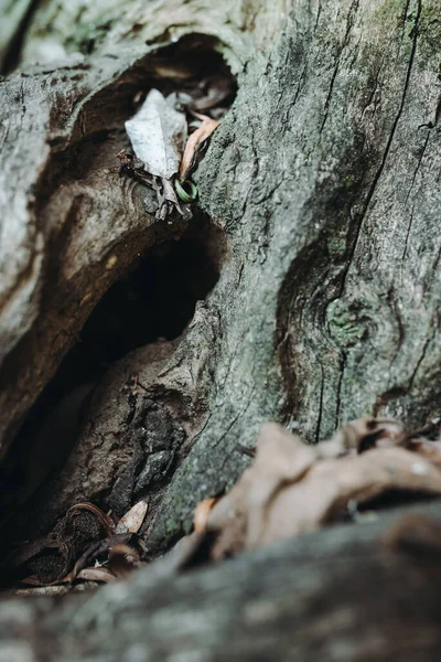 樹皮に苔と木の幹 — ストック写真