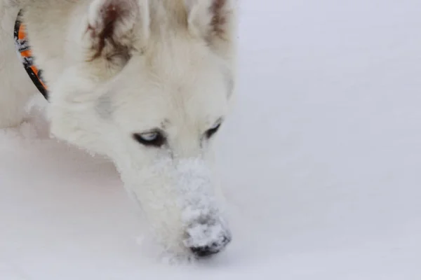 Karda Beyaz Köpek — Stok fotoğraf