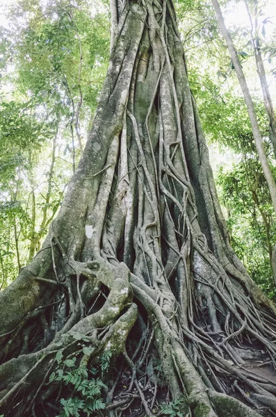 Raíces Árboles Verdes Bosque —  Fotos de Stock