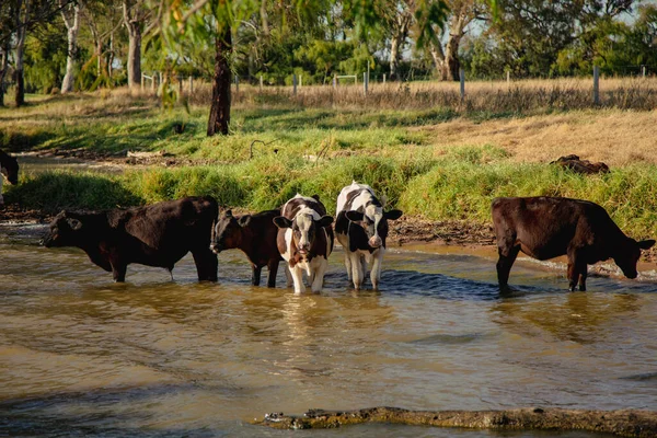 川の牛の群れ — ストック写真