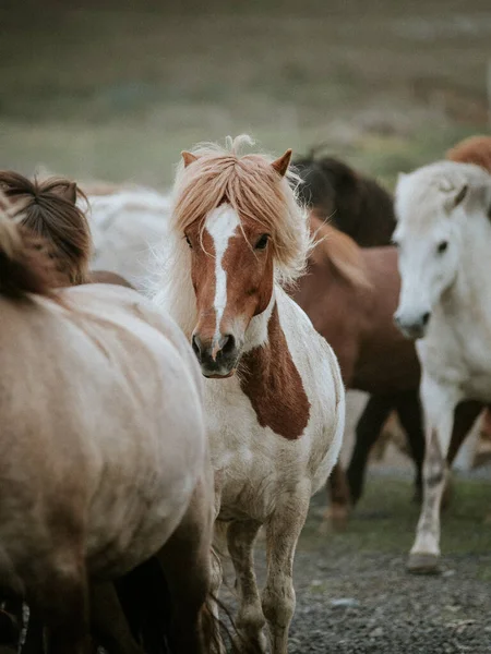 Närbild Vacker Islandshäst — Stockfoto