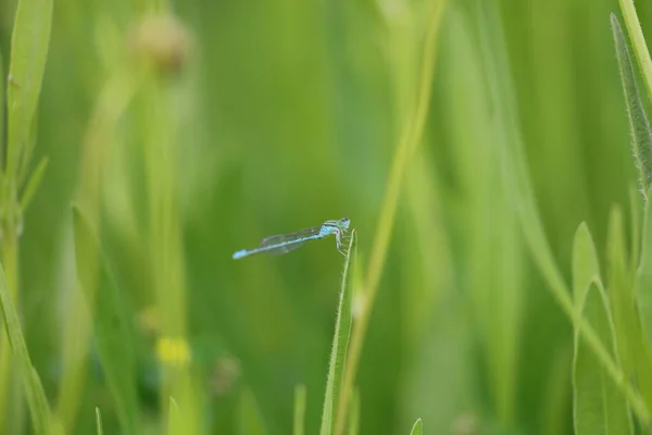 Dragonfly Green Grass — Stock Photo, Image