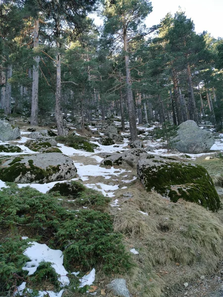 Vacker Utsikt Över Skogen — Stockfoto