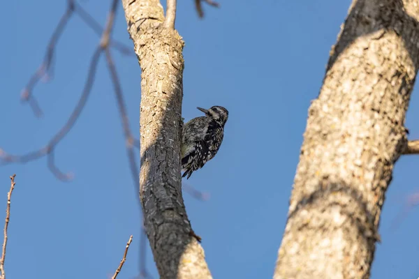 Close Bird Natural Habitat — Stock Photo, Image