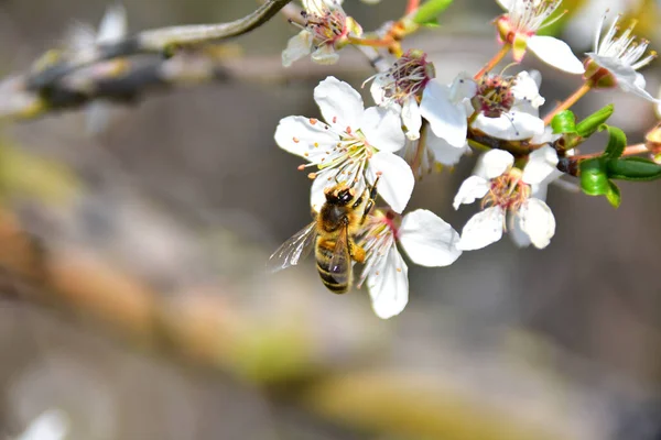 Abeja Una Flor — Foto de Stock