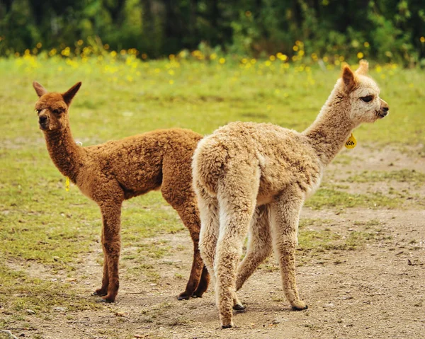 Giovani Lama Nella Natura — Foto Stock