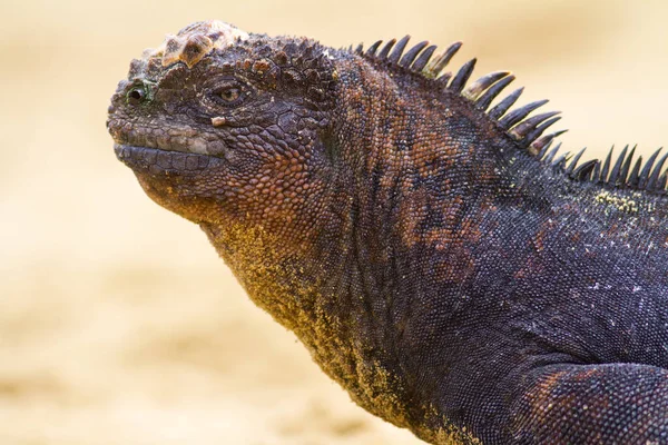 Fechar Uma Iguana — Fotografia de Stock