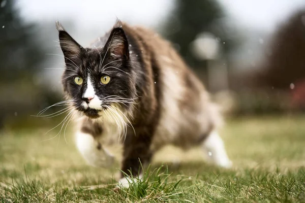 새파란 고양이 — 스톡 사진