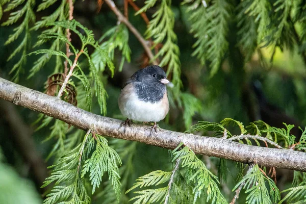 Ein Vogel Sitzt Auf Einem Ast Eines Baumes — Stockfoto