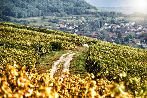 Letecký Pohled Vinici Venkově — Stock fotografie