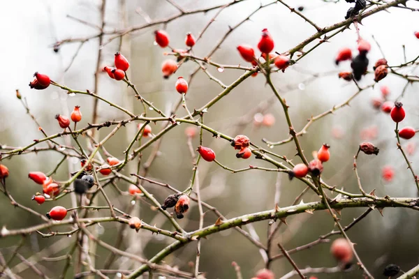 木の枝に赤い果実があり — ストック写真