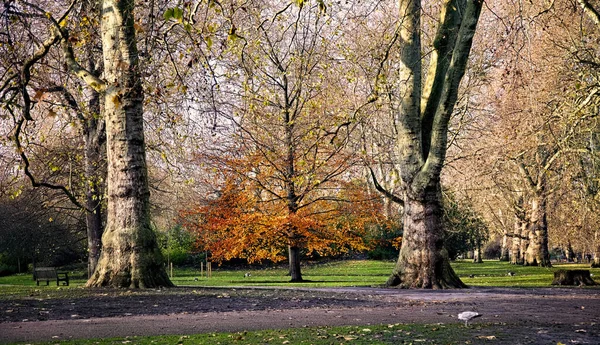 Herbstpark Der Stadt — Stockfoto