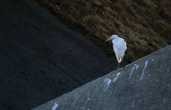 Een Close Shot Van Een Witte Vogel Een Zwarte Achtergrond — Stockfoto