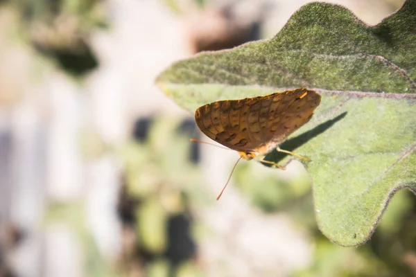 Bela Borboleta Uma Flor — Fotografia de Stock