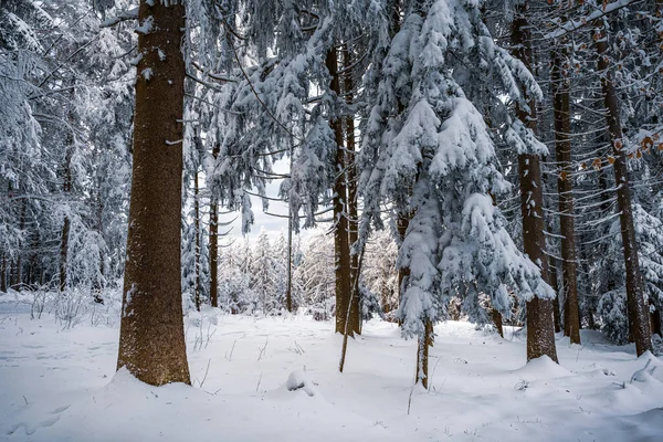 雪に覆われた木々の美しい冬の風景 — ストック写真