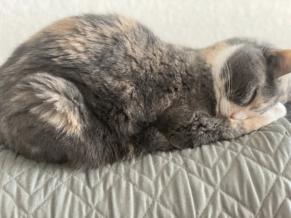 Χαριτωμένη Γάτα Ξαπλωμένη Στο Κρεβάτι — Φωτογραφία Αρχείου
