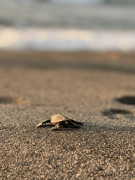 Perto Lagarto Praia — Fotografia de Stock