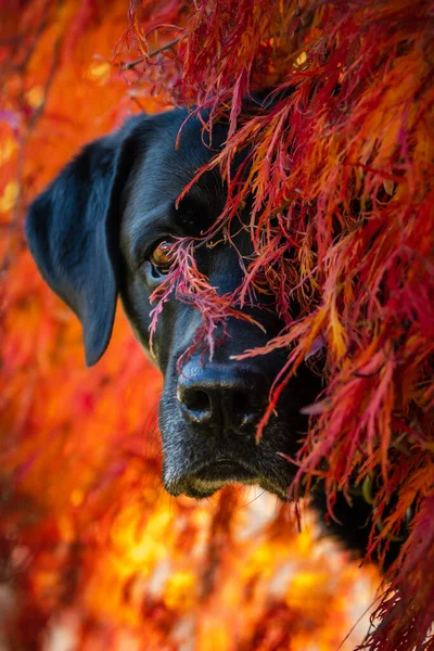 Σκύλος Στο Δάσος Του Φθινοπώρου — Φωτογραφία Αρχείου