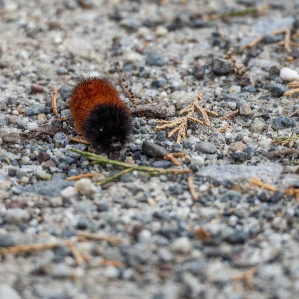 在地面上一只棕色松鼠的特写镜头 — 图库照片