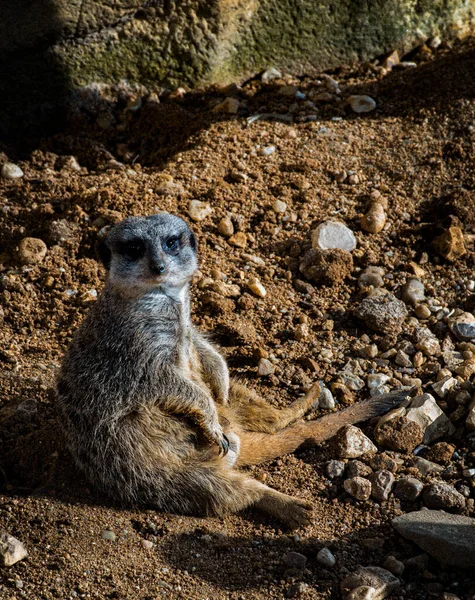 Szurikáta Suricata Suricatta Suricate Állat Vadon Élő Állatok — Stock Fotó