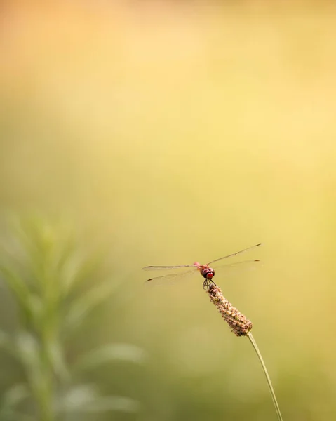 Libélula Una Flor —  Fotos de Stock