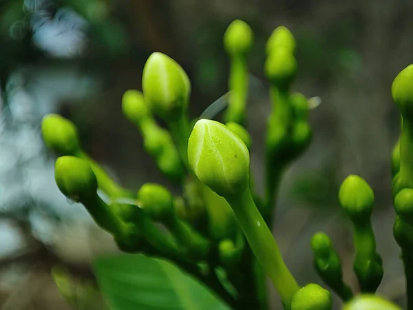 Feuilles Vertes Une Plante Dans Jardin — Photo