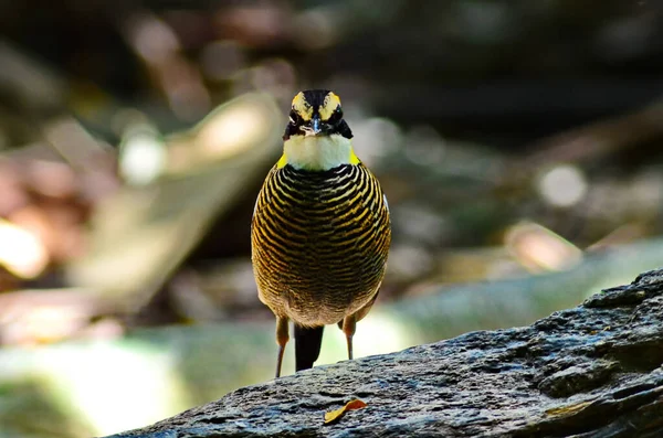 Zbliżenie Ujęcia Pięknego Ptaka Lesie — Zdjęcie stockowe