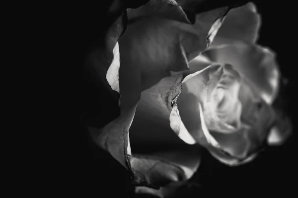 Gyönyörű Fehér Rózsa Fekete Háttér — Stock Fotó