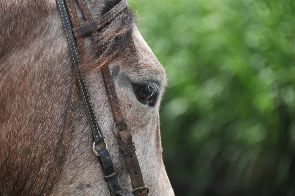 茶色の馬の近くで — ストック写真