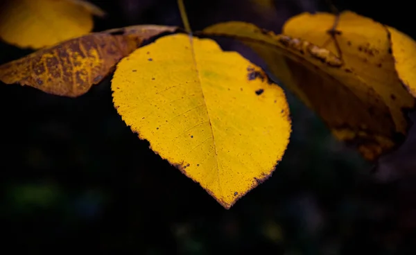 Höst Löv Höst Säsong Flora — Stockfoto